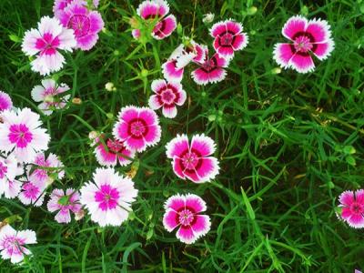 常夏石竹怎么養(yǎng)?