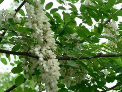 刺槐是怎么進(jìn)行人工生長(zhǎng)繁殖