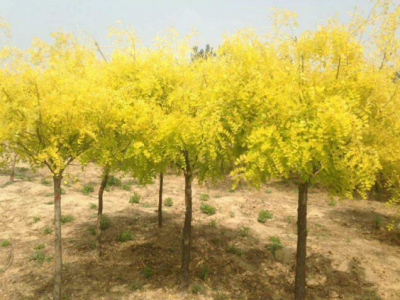 金葉槐開出來(lái)的花可以吃嗎