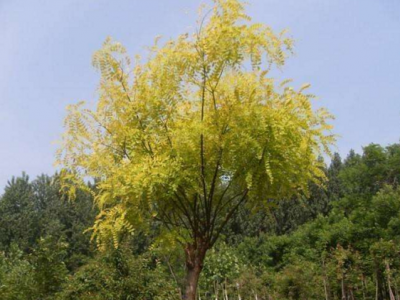 購(gòu)買金葉槐要注意品種真?zhèn)蔚蔫b別