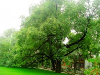 種植國(guó)槐的整體利用價(jià)值有哪些？