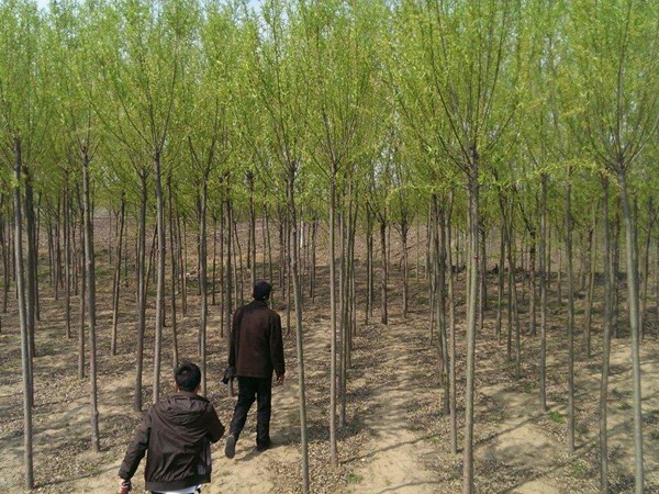 旱柳的園林用途有哪些 旱柳的園林用途有哪些