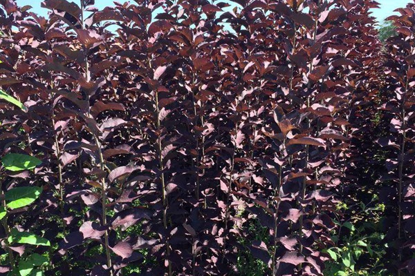 觀賞價(jià)值的紫葉李，應(yīng)該如何養(yǎng)護(hù)