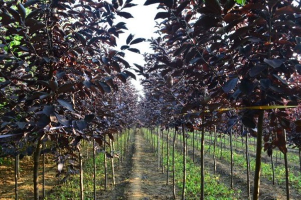 觀賞價(jià)值的紫葉李，應(yīng)該如何養(yǎng)護(hù)