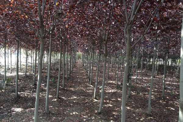 觀賞價(jià)值的紫葉李，應(yīng)該如何養(yǎng)護(hù)