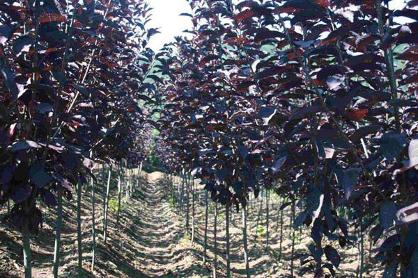 觀賞價(jià)值的紫葉李，應(yīng)該如何養(yǎng)護(hù)