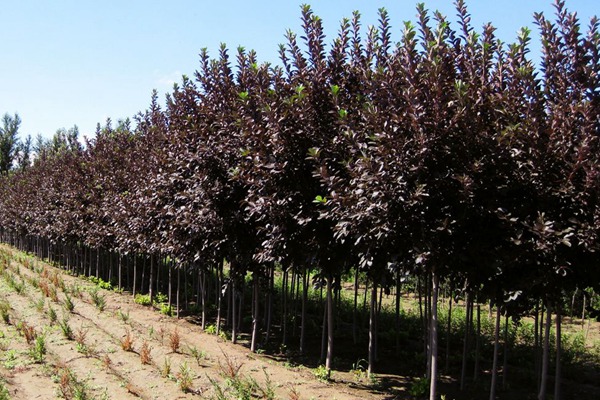 觀賞價(jià)值的紫葉李，應(yīng)該如何養(yǎng)護(hù)