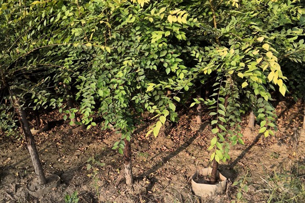 美植袋容器金葉榆 美植袋容器金葉榆