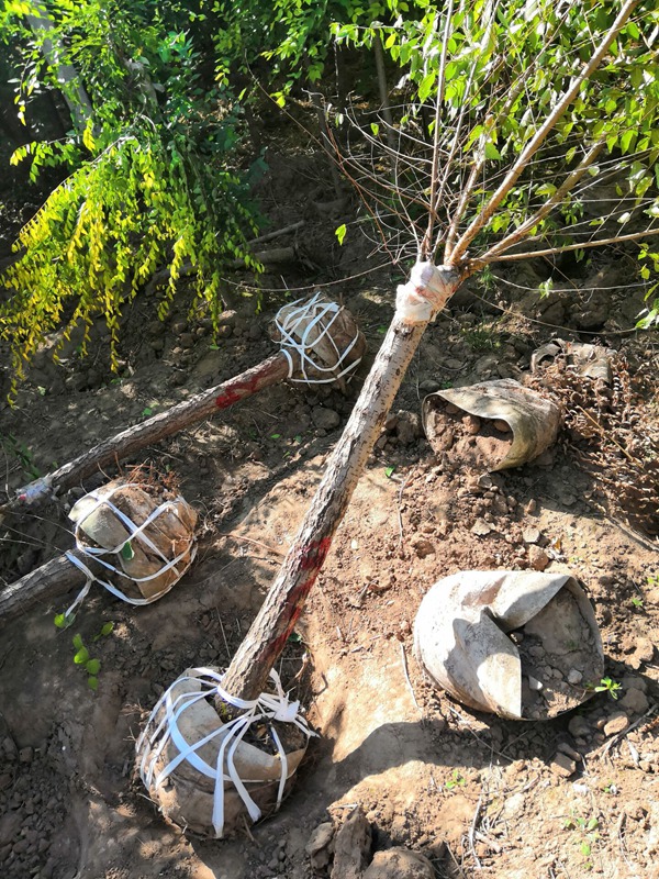 美植袋容器金葉榆 美植袋容器金葉榆