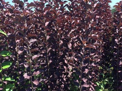 觀賞價值非常高的紅葉李，應該如何養(yǎng)護