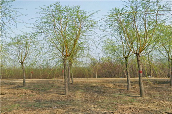 1552571621940814.jpg 金絲垂柳和金枝垂柳之間的區(qū)別是什么