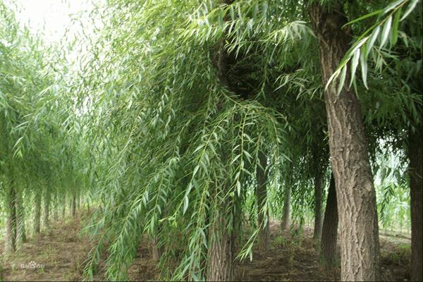 1552572303286267.jpg 金絲垂柳和垂柳之間的區(qū)別