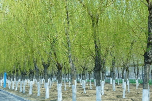 1552828882483024.jpg 10公分的金絲垂柳價格