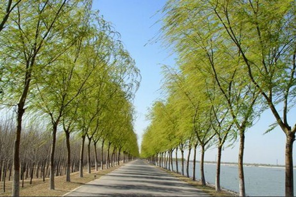 1552988876814542.jpg 2019年山東金絲垂柳價(jià)格