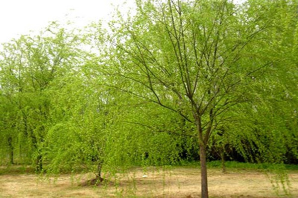 1552988882932961.jpg 2019年山東金絲垂柳價(jià)格