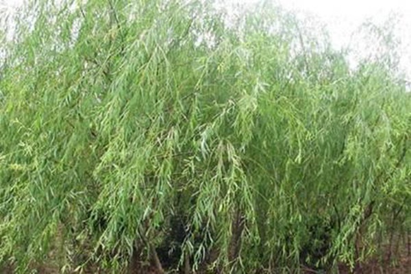 1552988893531117.jpg 2019年山東金絲垂柳價(jià)格