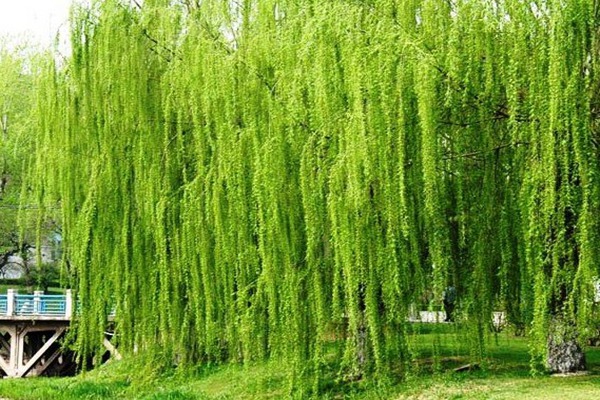 金絲垂柳是嫁接的嗎？