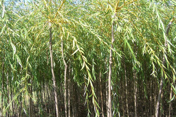 金絲垂柳是嫁接的嗎？