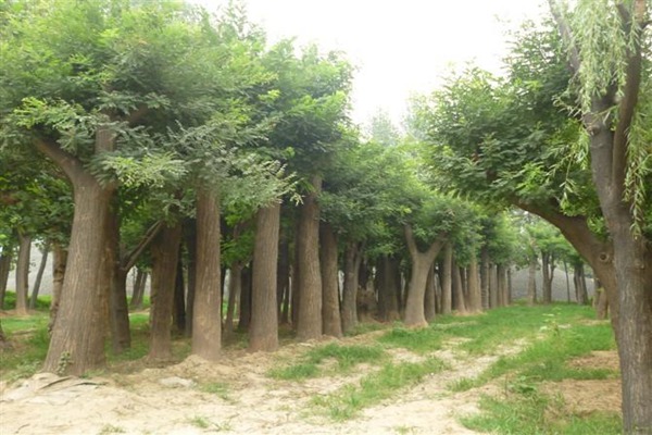 1553174855940267.jpg 3公分國(guó)槐樹(shù)苗最新報(bào)價(jià)