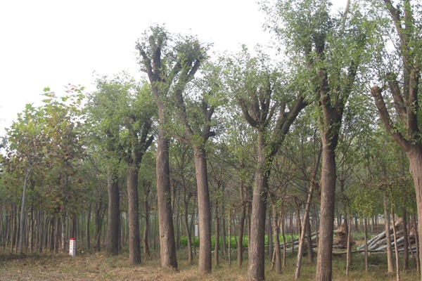 1553174866944711.jpg 3公分國(guó)槐樹(shù)苗最新報(bào)價(jià)