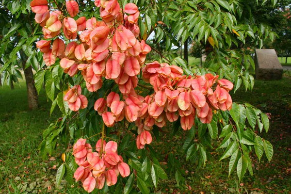 欒樹(shù)什么時(shí)候開(kāi)花，花期多久