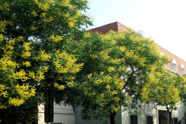 欒樹(shù)什么時(shí)候開(kāi)花，花期多久