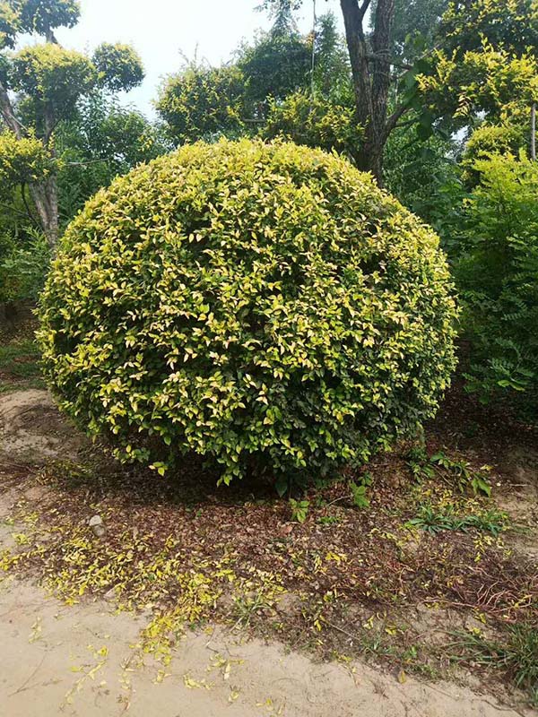 金葉榆產(chǎn)地 金葉榆產(chǎn)地