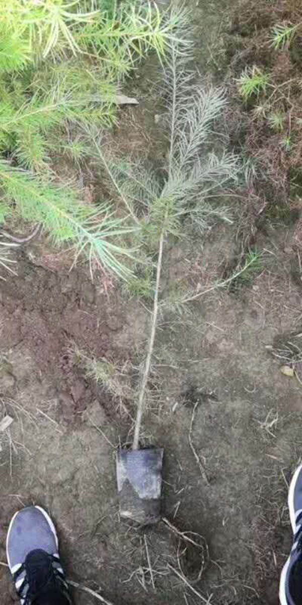 1米左右的落葉松 1米左右的落葉松