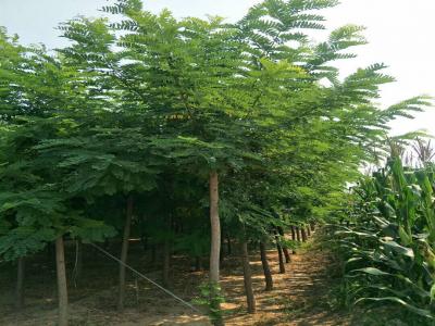 刺槐樹(shù)和洋槐樹(shù)有什么區(qū)別？是一種樹(shù)嗎？