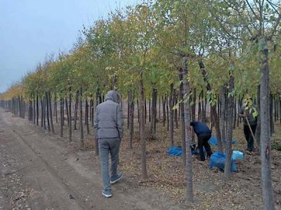 4公分高接矮接金葉榆價格是多少？