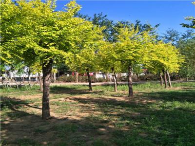 為什么金葉榆樹苗價格暴跌？