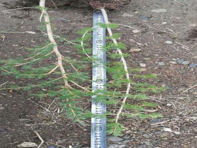 落葉松選地和整地需要什么條件？