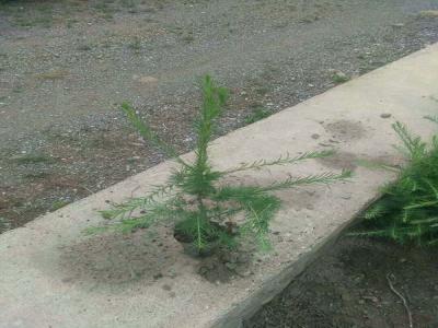 落葉松怎么進(jìn)行苗床播種的，看完就懂了！