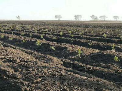 落葉松的苗床該怎樣管理，注意這些，輕松管理好！