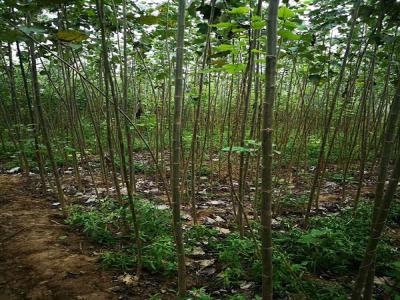 楊樹的特點(diǎn)有哪些？看完就懂了！