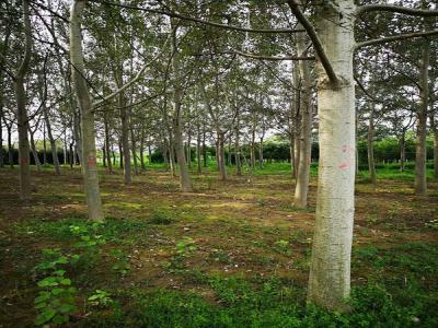 楊樹繁殖方式有哪些？咱們種樹的必須知道的楊樹繁殖方式哦！