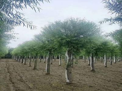 饅頭柳的特點？饅頭柳的種植技術