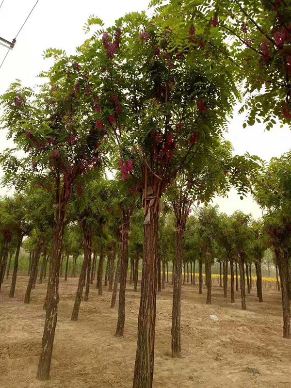 香花槐的花 香花槐的花