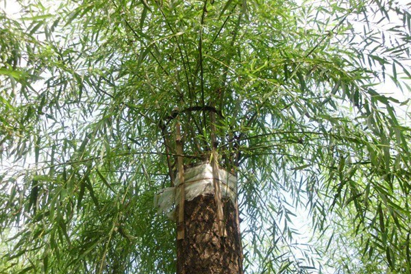 嫁接垂柳相對(duì)于原生垂柳有哪些優(yōu)勢(shì)？