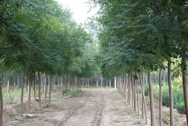 1570791448492775.jpg 國槐價格表最新報價