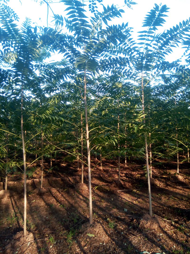 千頭椿產(chǎn)地以及最新行情趨勢(shì)