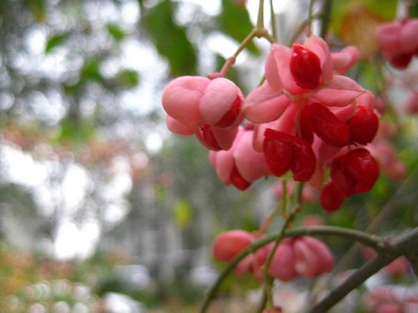 絲棉木最新價(jià)格表，多少錢(qián)一棵