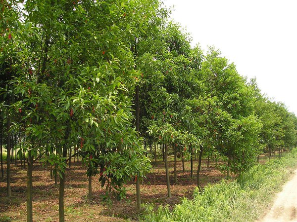 絲棉木最新價(jià)格表，多少錢(qián)一棵