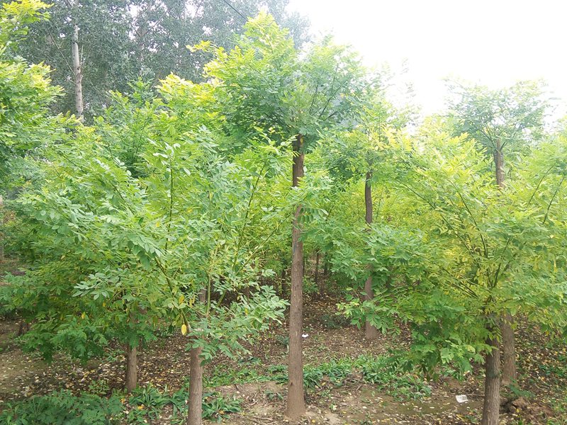 1570792467608590.jpg 2019最新金葉槐批發(fā)價(jià)格表