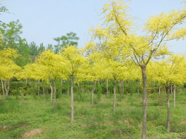 1570792476738902.jpg 2019最新金葉槐批發(fā)價(jià)格表