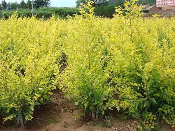 基地直銷金葉榆樹苗，價格多少錢