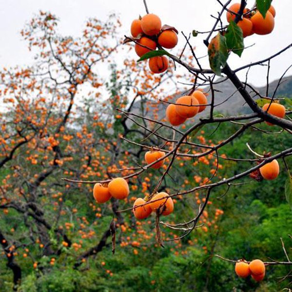 最新柿子樹低價(jià)批發(fā)，全國統(tǒng)一發(fā)貨