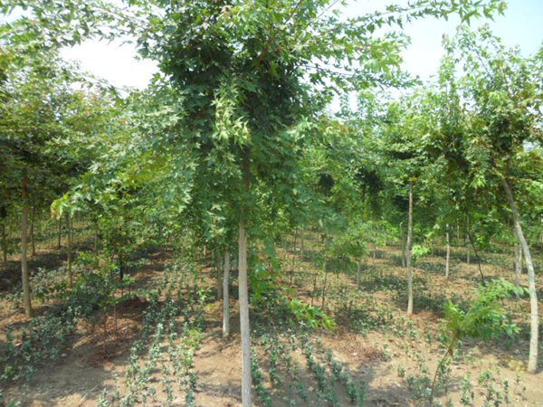 五角楓樹苗哪家好，優(yōu)勢有哪些