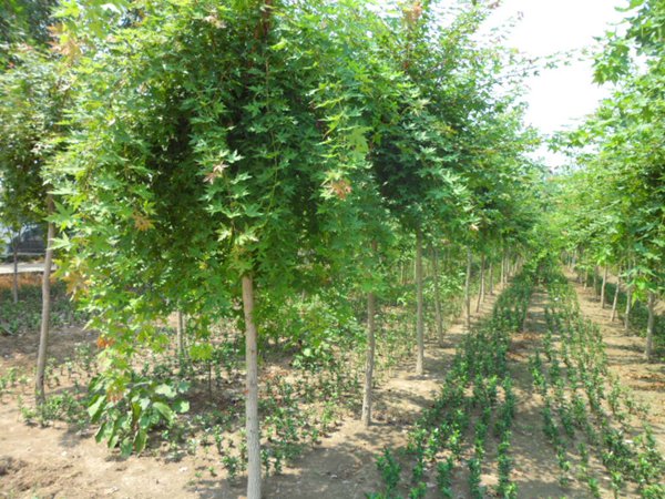 五角楓樹苗哪家好，優(yōu)勢有哪些