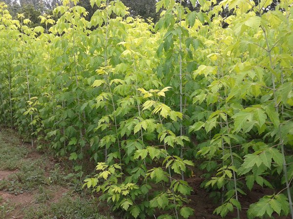 1570793810139283.jpg 金葉復(fù)葉槭12-15公分大量供應(yīng)